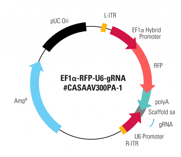 EF1-RFP-U6-gRNA(SA) linearized SmartNuclease AAV Plasmid 10 réactions