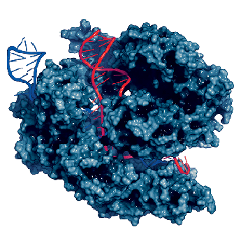 Cas9 SmartNuclease Extra Ligation Kit [includes 5x ligation buffer (10 ul) and Fast ligase (2.5ul)] (CRISPR) 1 Kit