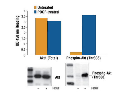PathScan Phospho-Akt (Thr308) Sandwich ELISA Kit 1 kit