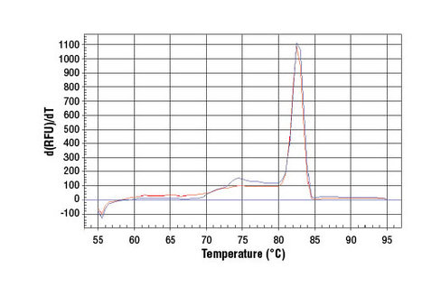 SimpleChIP Mouse HoxD10 Exon 1 Primers 500 µl