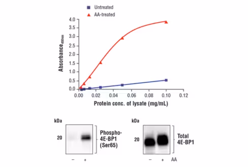 FastScan Phospho-4E-BP1 (Ser65) ELISA Kit 1 kit