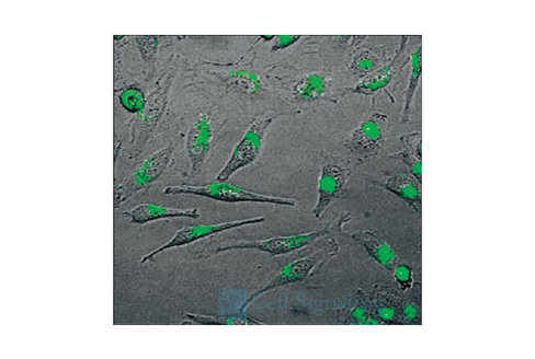 SignalSilence Akt2 siRNA 300 µl