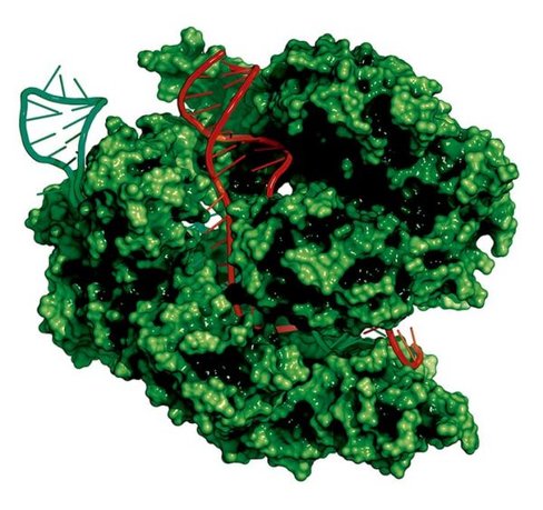 Transfection-ready Cas9 SmartNickase mRNA (Eukaryotic Nickase mutant version) (CRISPR) 20 µg
