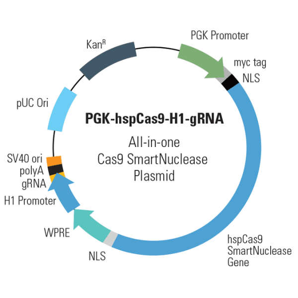 PGK-hspCas9-H1-gRNA linearized SmartNuclease vector (CRISPR) 10 réactions