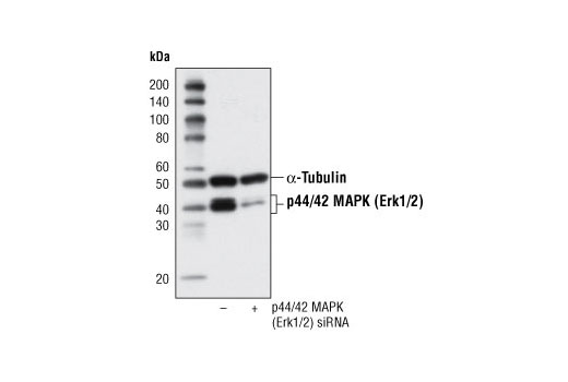 SignalSilence p44/42 MAPK (Erk1/2) siRNA 300 µl