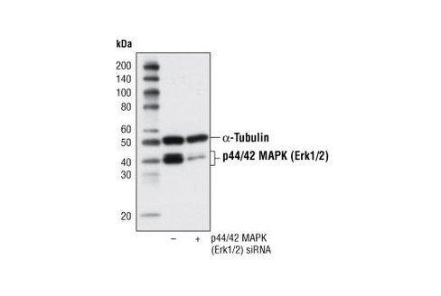SignalSilence p44/42 MAPK (Erk1/2) siRNA 300 µl