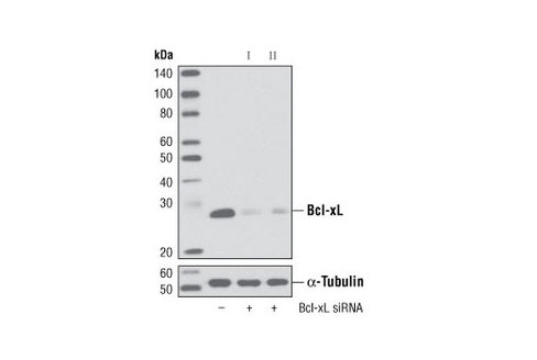 SignalSilence Bcl-xL siRNA I 300 µl