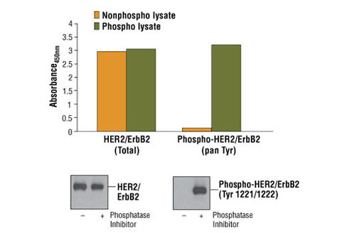 PathScan Phospho-HER2/ErbB2 (panTyr) Sandwich ELISA Kit 1 kit