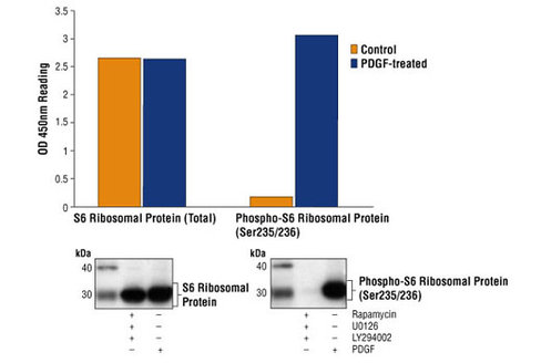 PathScan Phospho-S6 Ribosomal Protein (Ser235/236) Sandwich ELISA Kit 1 kit