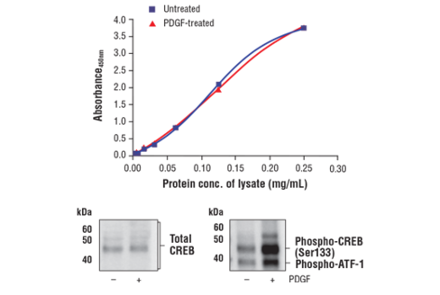 FastScan Total CREB ELISA Kit 1 kit
