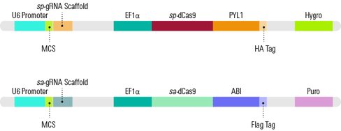 CLOuD9 Gene Expression Regulation Kit (includes 10 ug each of dCas9-PYL1 and dCas9-ABI1 lentivectors, and 50 ul of