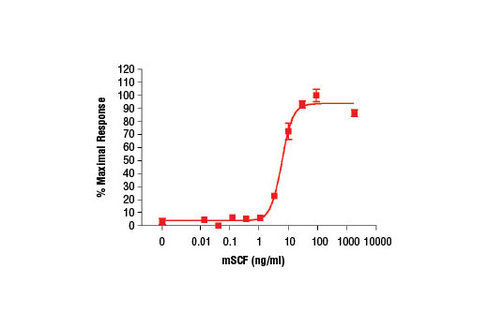 Mouse Stem Cell Factor (mSCF) 10 µg