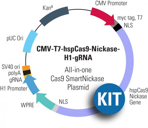 Multiplex gRNA Kit + Cas9 Nickase: CMV-T7-hspCas9-nickase-H1-gRNA linearized SmartNickase