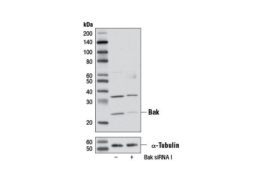 SignalSilence Bak siRNA I 300 µl