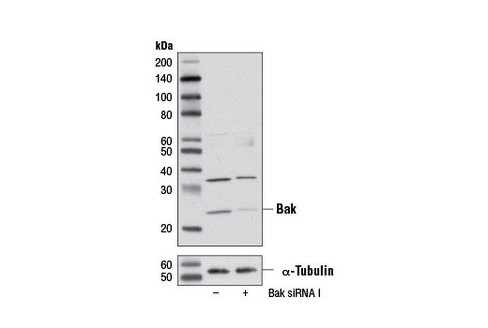 SignalSilence Bak siRNA I 300 µl