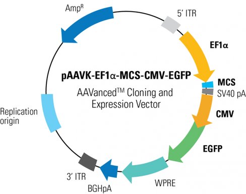 PAAVK-EF1a-MCS1-CMV-EGFP AAVanced Cloning and Expression Vector10 µg