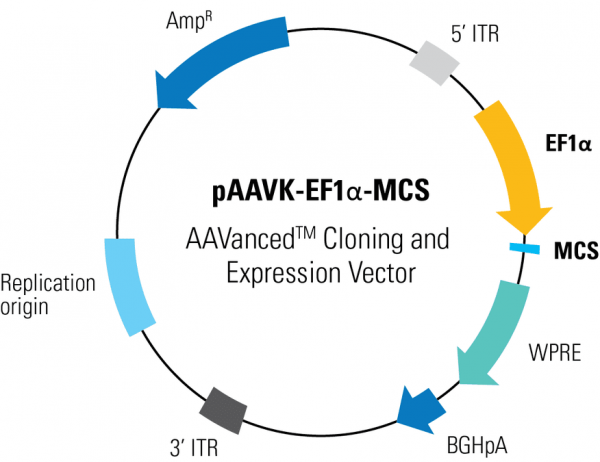 PAAVK-EF1a -MCS AAVanced Cloning and Expression Vector 10 ug