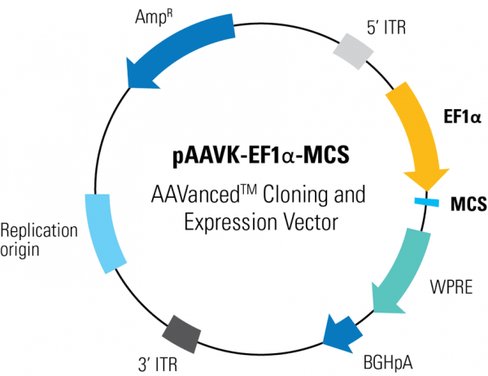 PAAVK-EF1a -MCS AAVanced Cloning and Expression Vector 10 ug