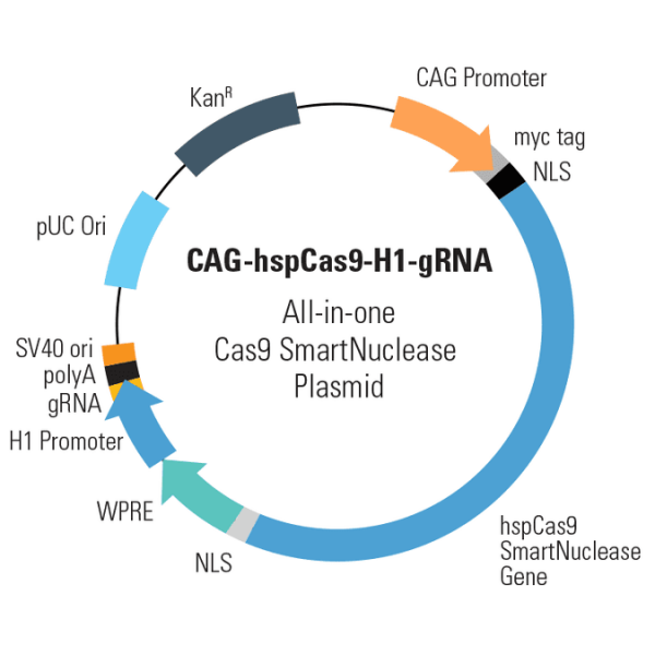 CAG-hspCas9-H1-gRNA linearized SmartNuclease vector (CRISPR) 10 réactions