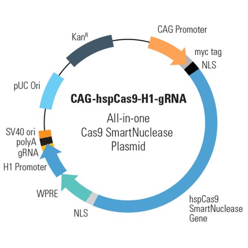 CAG-hspCas9-H1-gRNA linearized SmartNuclease vector (CRISPR) 10 réactions