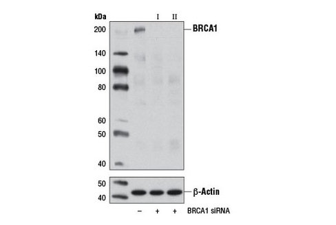 SignalSilence BRCA1 siRNA I 300 µl