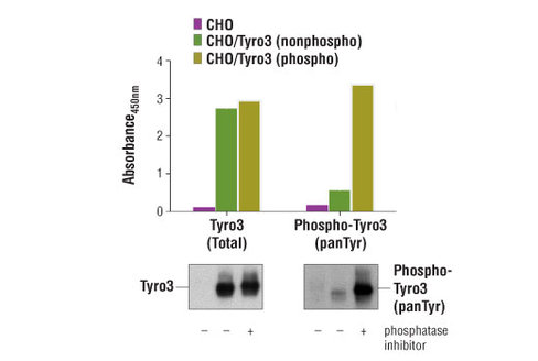 PathScan Total Tyro3 Sandwich ELISA Kit 1 kit