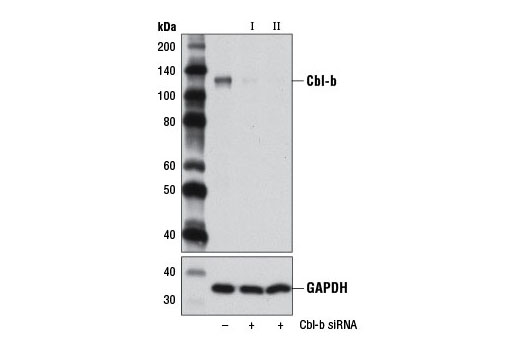 SignalSilence Cbl-b siRNA I 300 µl