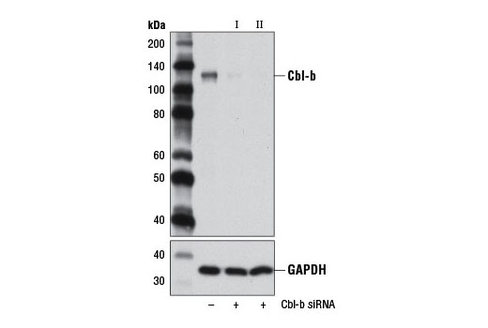 SignalSilence Cbl-b siRNA I 300 µl