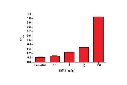 Human Neurotrophin-3 (hNT-3) 10 µg