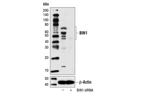 SignalSilence BIN1 siRNA I 300 µl