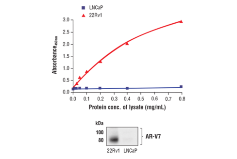 FastScan Androgen Receptor (AR-V7 Specific) ELISA Kit 1 kit