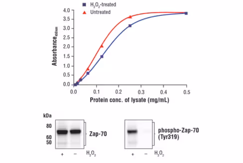 FastScan Total Zap-70 ELISA Kit 1 kit