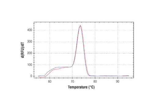 SimpleChIP Human KLK3 PromoterPrimers 500 µl