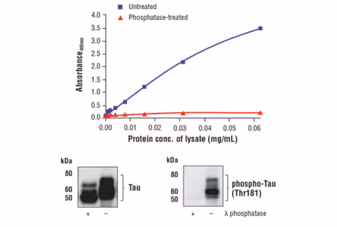 FastScan Phospho-Tau (Thr181) ELISA Kit 1 kit