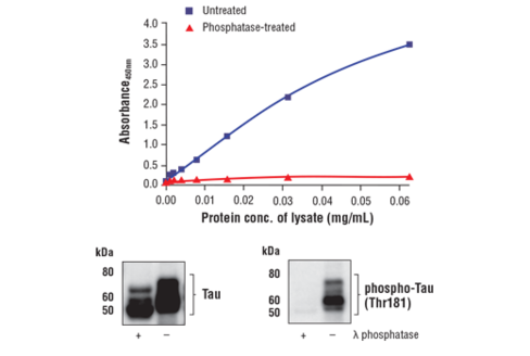 FastScan Phospho-Tau (Thr181) ELISA Kit 1 kit