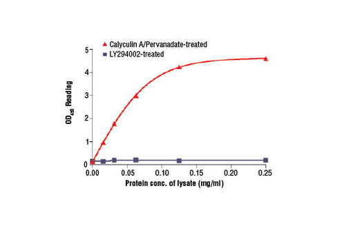 PathScan Phospho-YB1 (Ser102) Sandwich ELISA Kit 1 kit