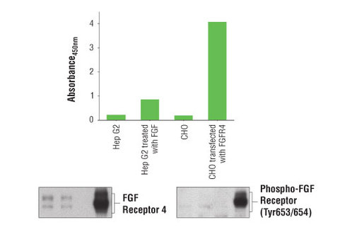 PathScan Phospho-FGF Receptor 4 (panTyr) Sandwich ELISA Kit 1 kit