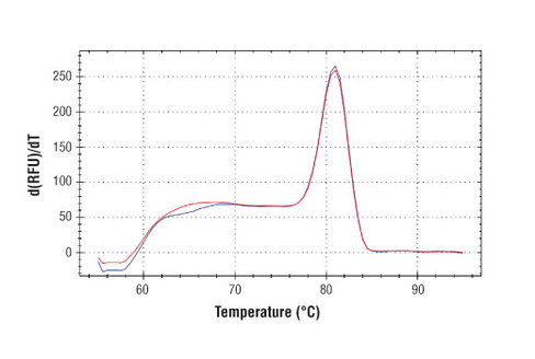 SimpleChIP Mouse TXNIP Promoter Primers 500 µl
