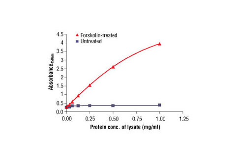 PathScan Phospho-CREB (Ser133) Sandwich ELISA Kit 1 kit