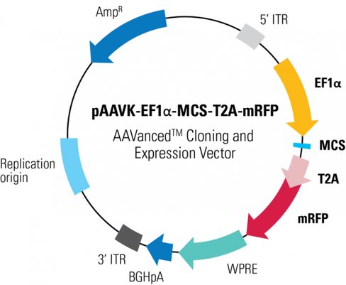 PAAVK-EF1a -MCS-T2A-mRFP AAVanced Cloning and Expression Vector10 µg
