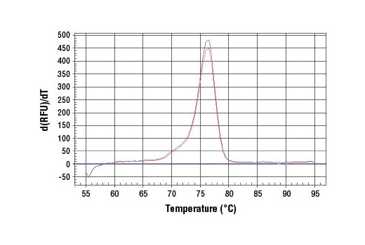 SimpleChIP Rat CCRN4L Promoter Primers 500 µl
