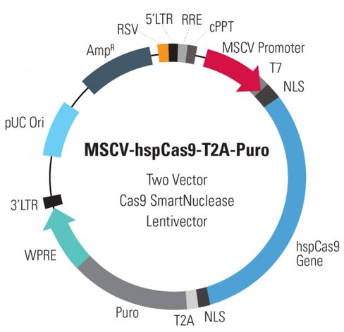 MSCV-hspCas9-T2A-Puro SmartNuclease Lentivector Plasmid + LentiStarter Packaging Kit (CRISPR) 1 Kit