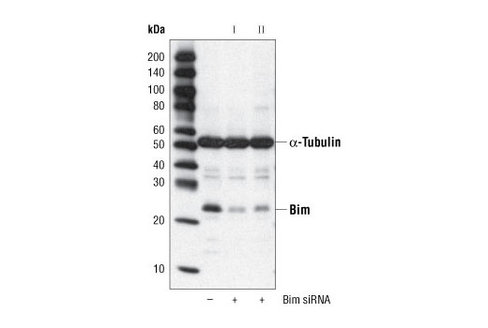 SignalSilence Bim siRNA I 300 µl