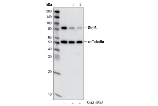 SignalSilence Stat3 siRNA II 300 µl