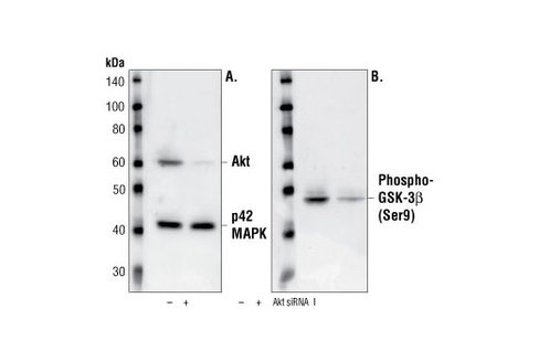 SignalSilence Akt siRNA I 300 µl