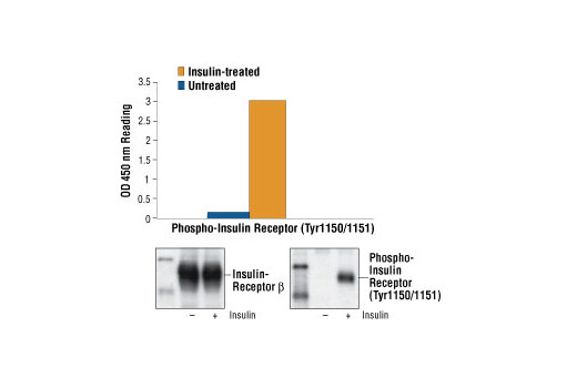 PathScan Phospho-Insulin Receptor beta (Tyr1150/1151) Sandwich ELISA Kit 1 kit