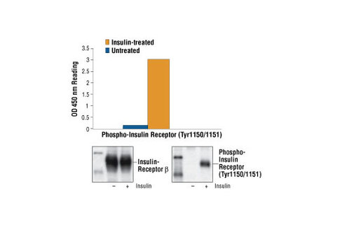 PathScan Phospho-Insulin Receptor beta (Tyr1150/1151) Sandwich ELISA Kit 1 kit