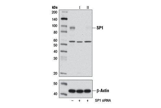 SignalSilence SP1 siRNA I 300 µl