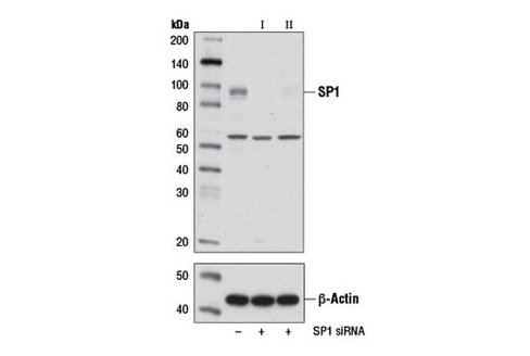 SignalSilence SP1 siRNA I 300 µl
