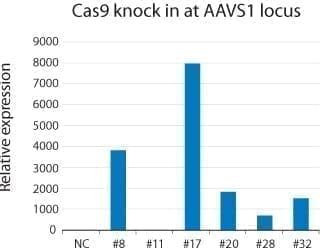 Cas9 RT-PCR Primer Set (50ul at 5uM for each primer set) (CRISPR) 50 réactions